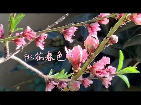 桃花結果風水|桃花風水（とうかふうすい）とは？即効性あり！恋愛。